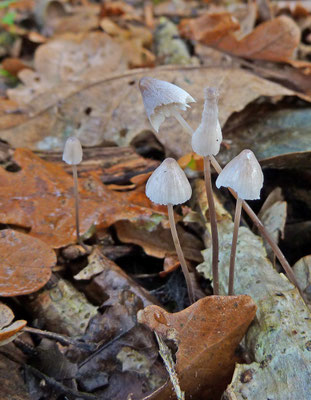 Mycena vitilis - Papilmycena