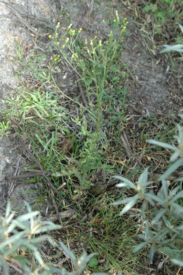 Senecio sylvaticus - Boskruiskruid