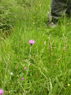 Cirsium dissectum - Spaanse ruiter