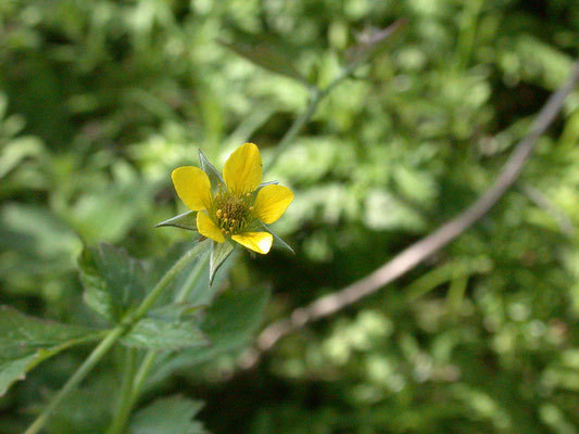 Geum urbanum - Gewoon nagelkruid