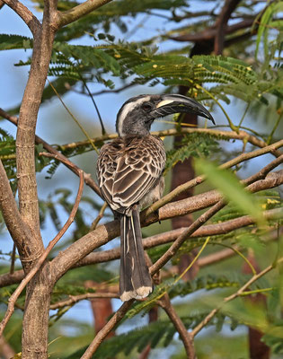 Tockus fasciatus - African Pied Hornbill