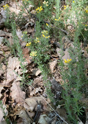 Ulex europaeus - Gaspeldoorn