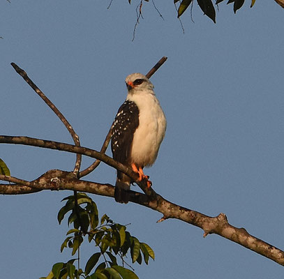 Black-faced Hawk