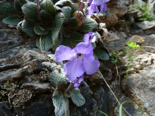 Jankaea heldreichii