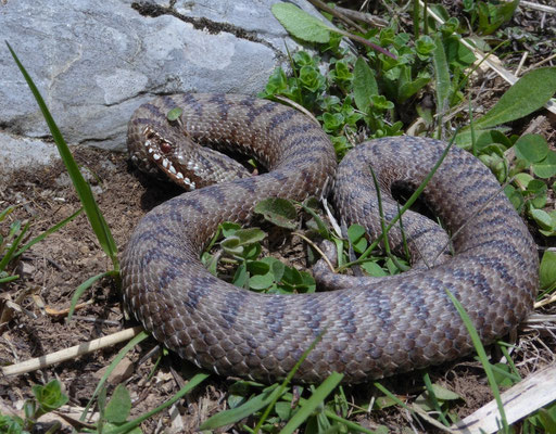 Bosnische adder (Vipera berus bosniensis)