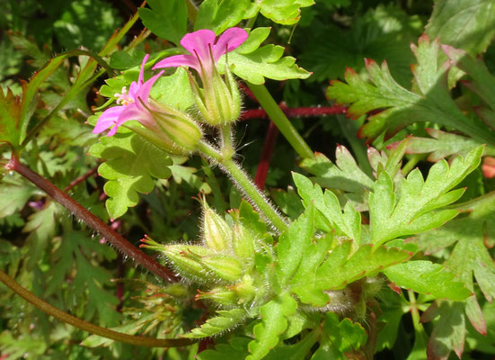 Geranium purpureum - Klein robertskruid