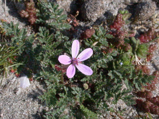 Erodium cicutarium dunense - Duinreigersbek