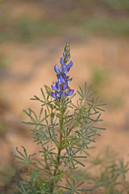 Blauwe lupine