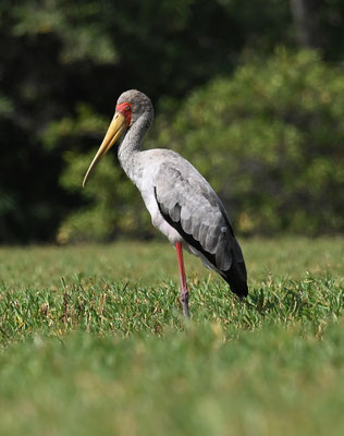 Mycteria ibis - Yellow-billed Stork