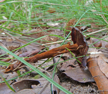 Coltricia cinnamomea - Zijdetolzwam