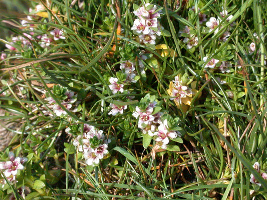 Glaux maritima - Melkkruid