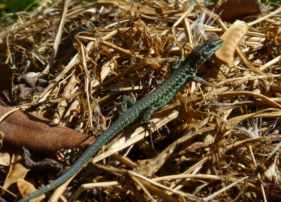 Podarcis tiliguerta