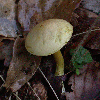 Tricholoma sulphureum - Narcisridderzwam