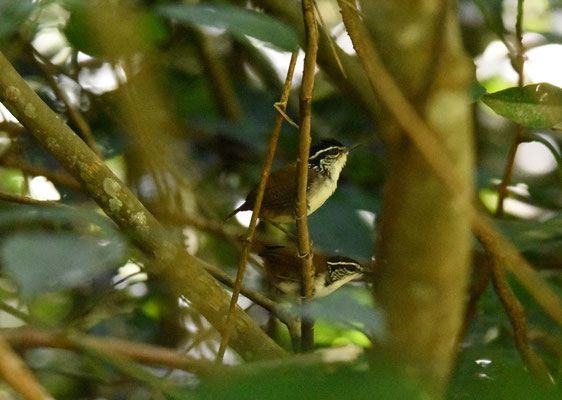 White-breasted Wood-Wren