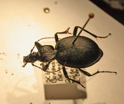 Cychrus caraboides