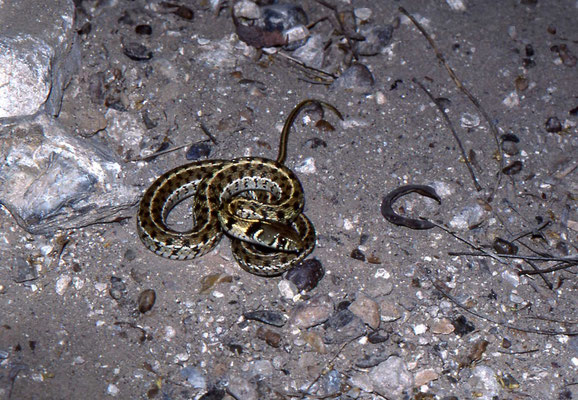 Checkered Gartersnake