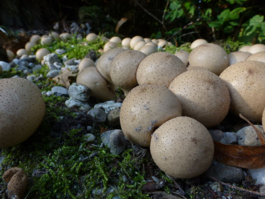 Lycoperdon molle - Zachtstekelige stuifzwam
