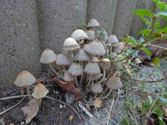 Coprinellus disseminatus - Zwerminktzwam