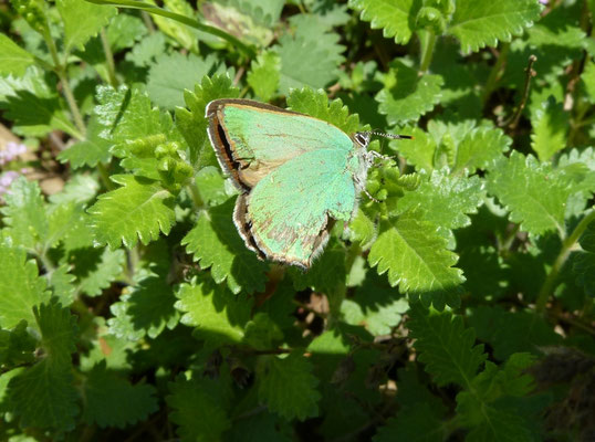 Callophrys rubi (Groentje)