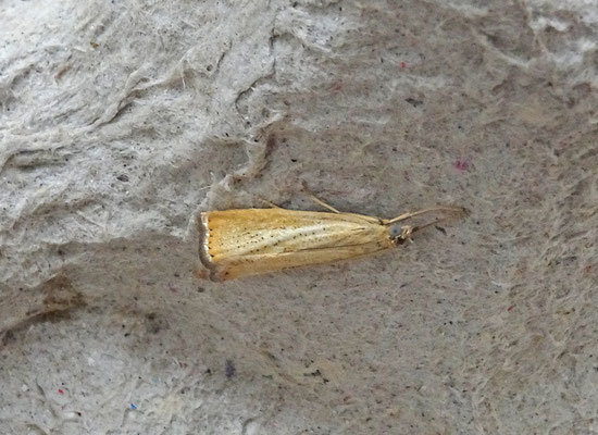 Agriphila straminella - Blauwooggrasmot