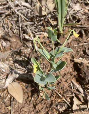 Coronilla scorpioides - Schorpioenkroonkruid