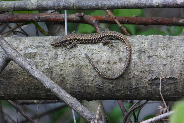 Muurhagedis (Podarcis muralis)