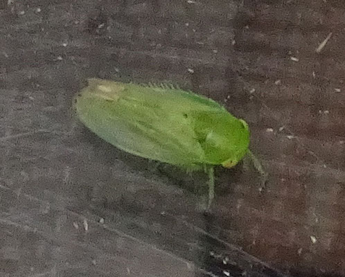 Penestragania apicalis