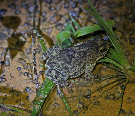 Rhinella merianae 