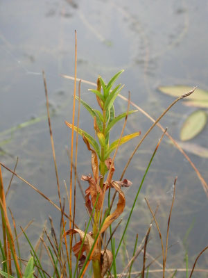 Euphorbia palustris   Moeraswolfsmelk