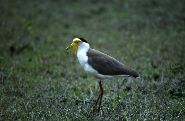 Masked Lapwing
