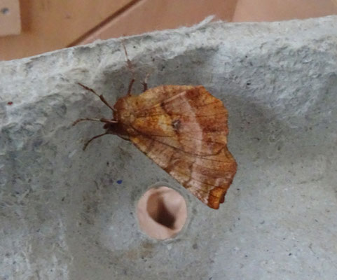 Selenia dentaria - Herculesje