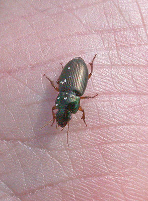 Harpalus affinis