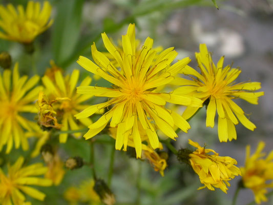 Sonchus palustris - Moerasmelkdistel