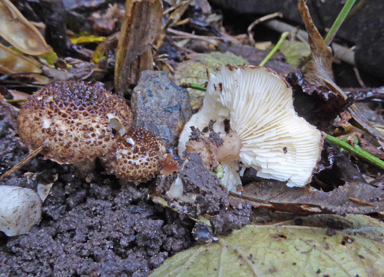 Lepiota jacobi - Wollige stekelparasolzwam