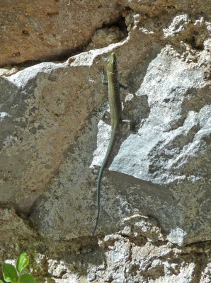 Hellenolacerta graecus