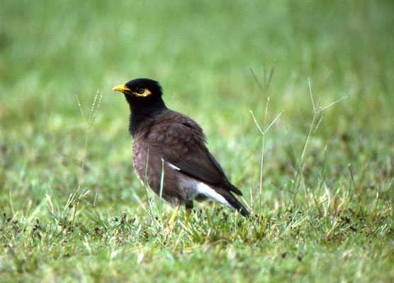 Common Mynah