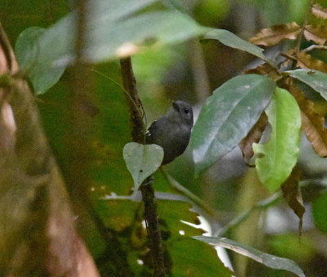 Rufous-bellied Antwren