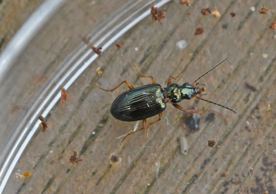 Bembidion latinum - Zuidelijke priemkever