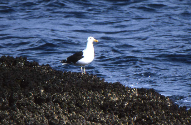 Kelp gull