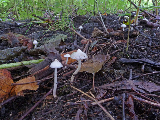 Inocybe geophylla- Witte satijnvezelkop
