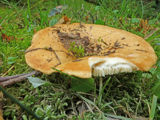 Lactarius zonarius - Fijngegordelde melkzwam