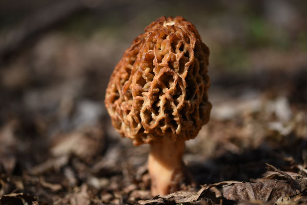 Morchella dunensis - Duinmorielje