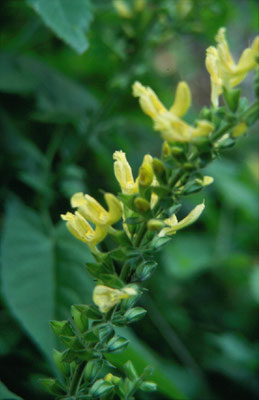 Salvia glutinosa - Kleverige salvia