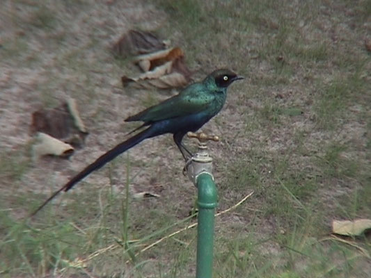 Lamprotornis caudatus - Long-tailed Glossy-Starling