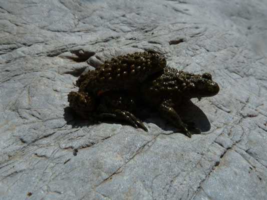Bombina variegata