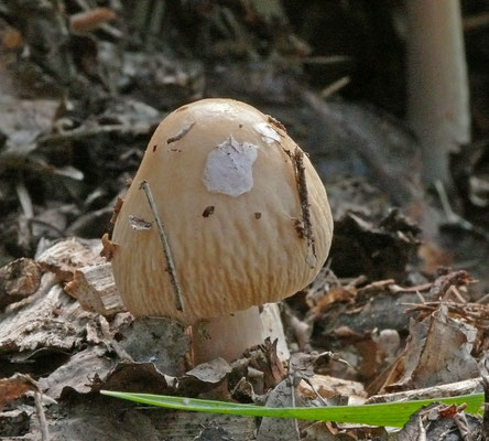 Agrocybe rivulosa  - Geaderde leemhoed
