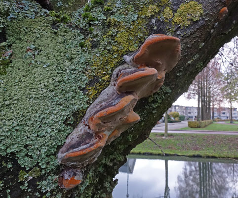 Boomgaardvuurzwam