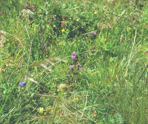 Gentianella germanica - Duitse gentiaan