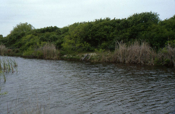 Aransas National Wildlife Refuge met alligator