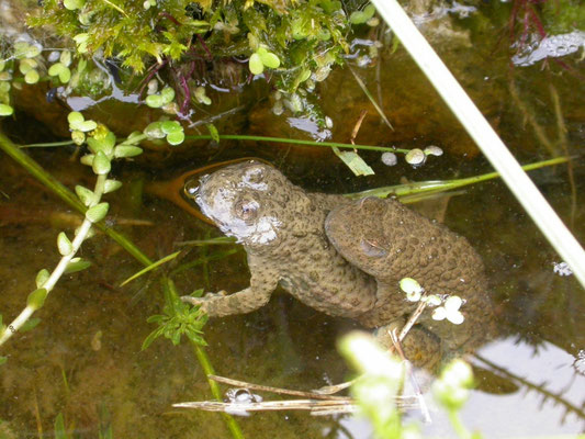 geelbuikvuurpad (Bombina variegata)